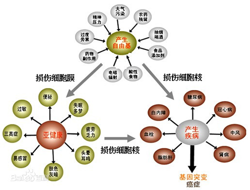 虾青素 自由基介绍(图3)