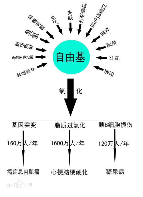 虾青素 自由基介绍(图4)