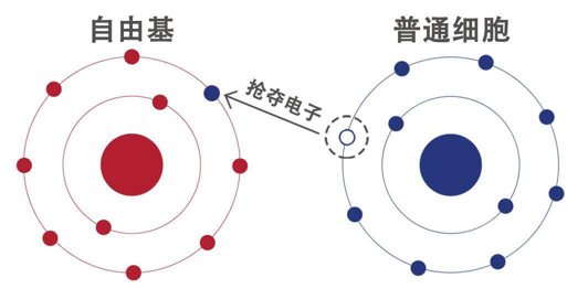 虾青素 自由基介绍(图12)