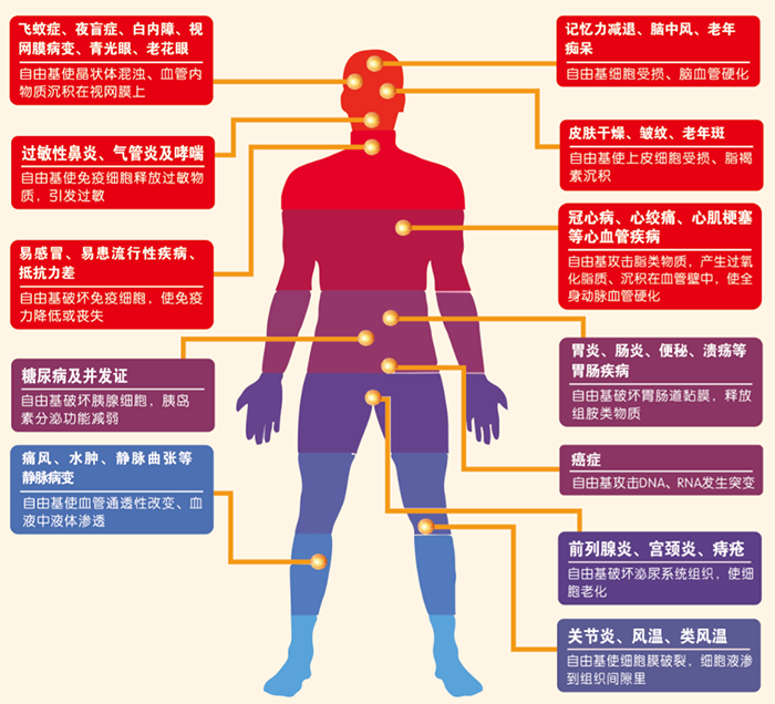 虾青素 自由基介绍(图13)